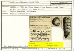 Karteikarte zum Holotyp von Gaudryina obliquata Stache, 1864